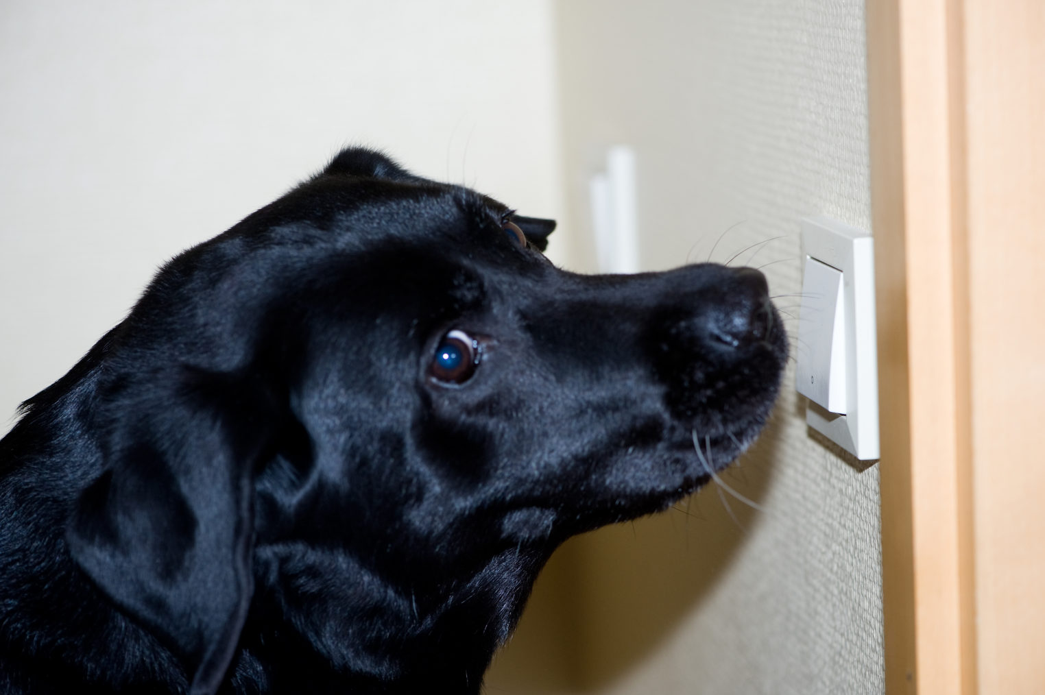 Servicehund slår på lysbryter