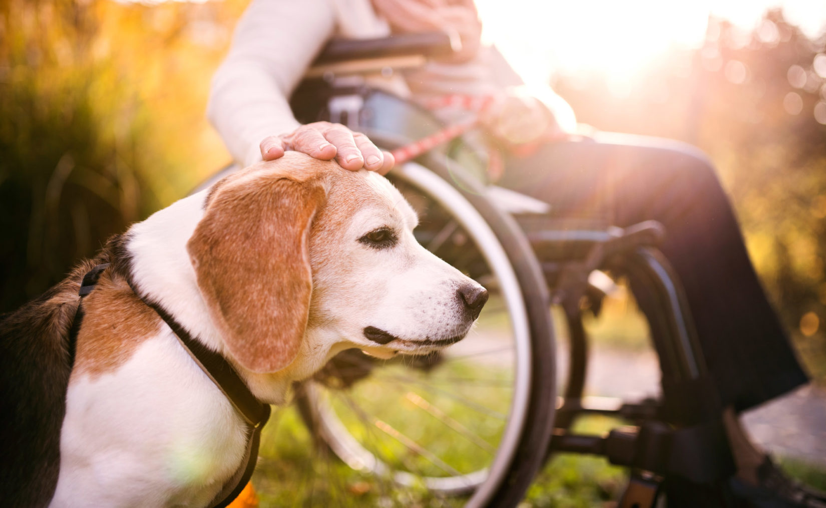 Bilde av rullestolbruker (uskarpt i bakgrunnen) som klapper en hund i bånd.