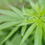 MEDISIN? Cannabis-planten er svært utbredt som rusmiddel. Men kan de samme virkemidlene hjelpe ryggmargsskadde som sliter med smerter og spasmer? (Foto: Colourbox)