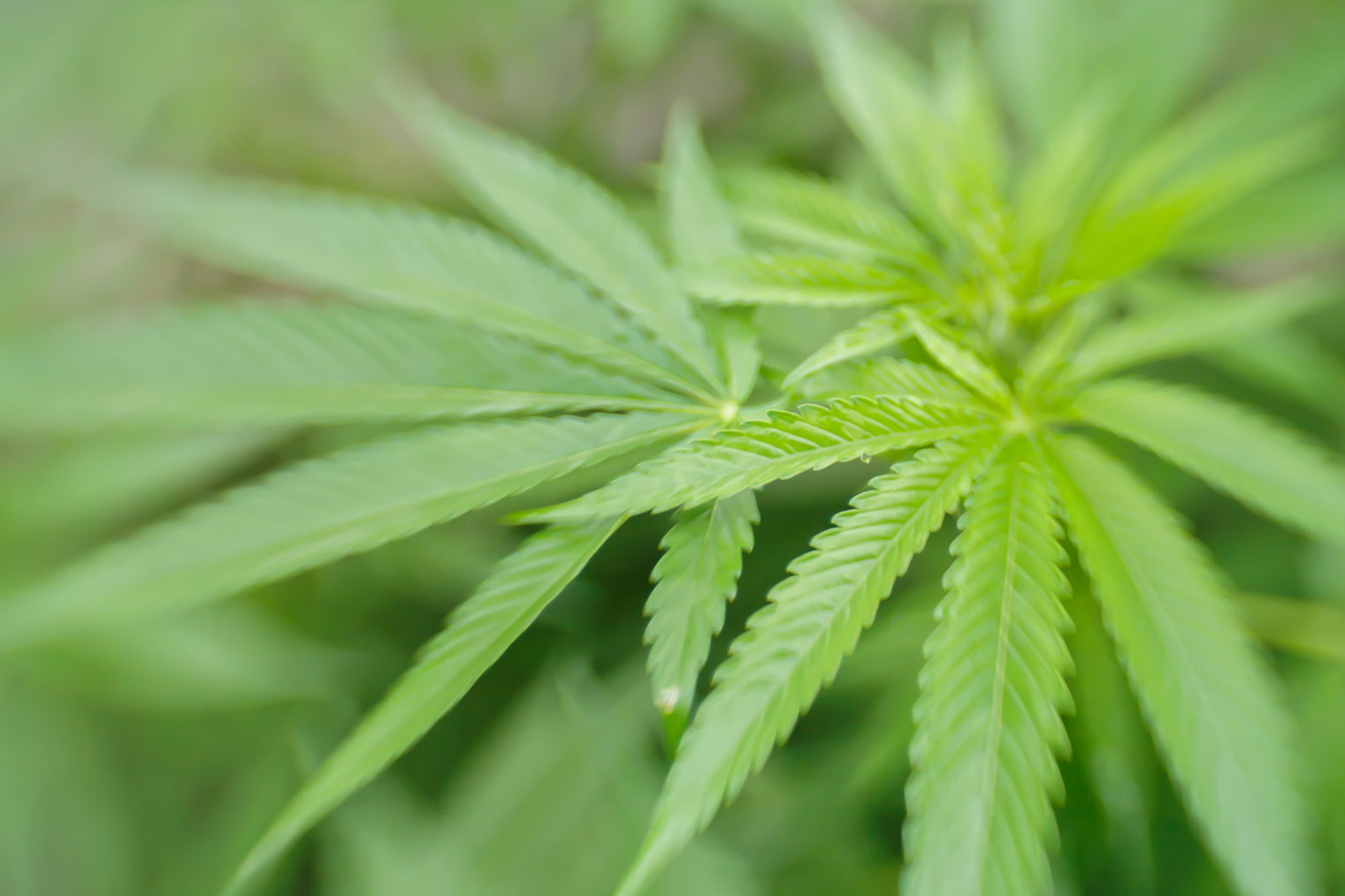 Nærbilde av bladene på en cannabis-plante.