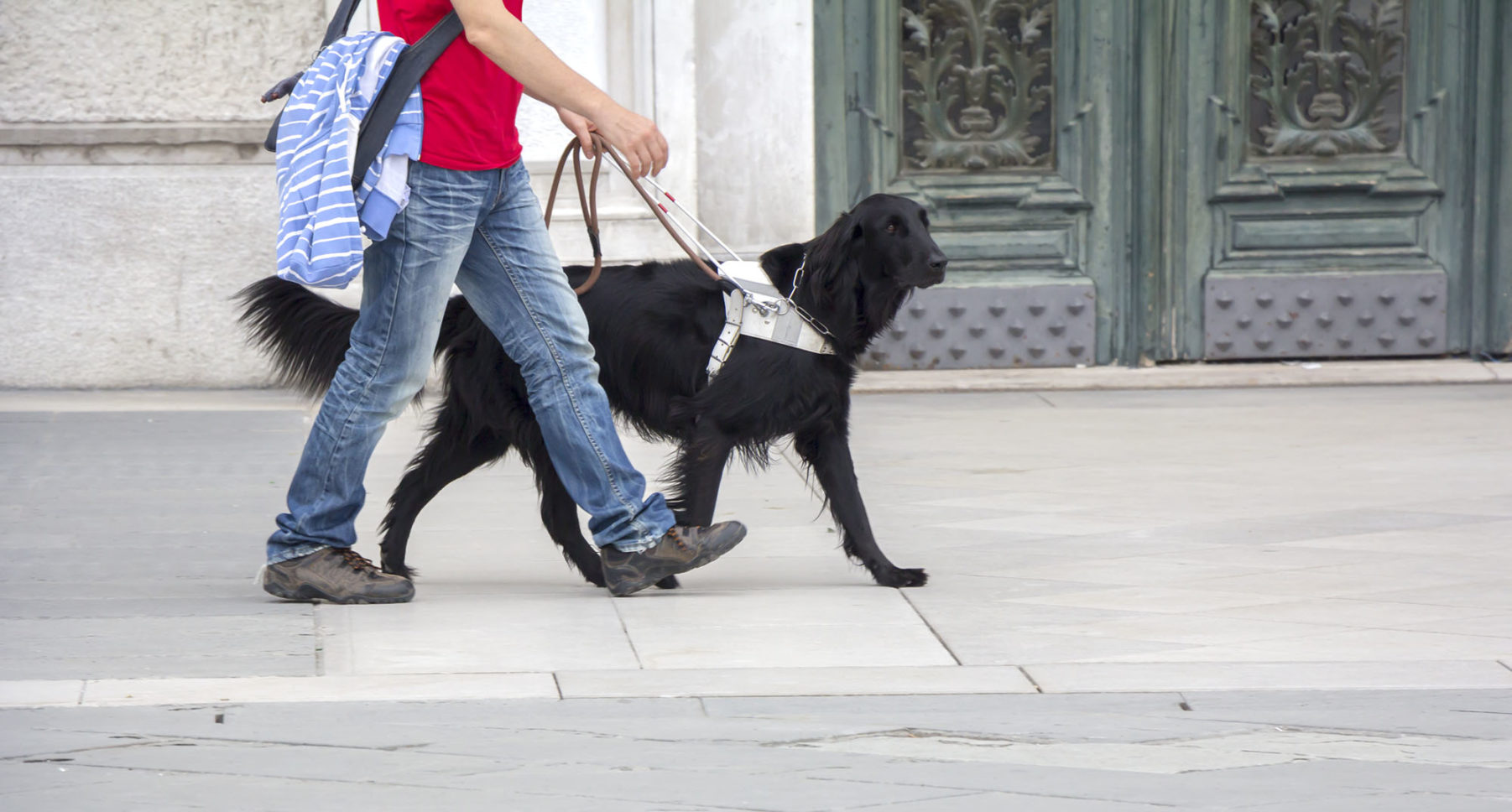 Detaljbilde av førerhund i arbeid.