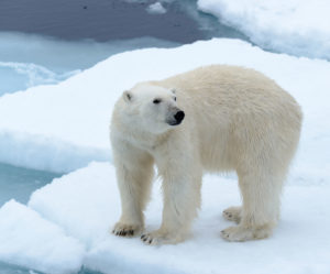 Bilde av en isbjørn på et isflak.