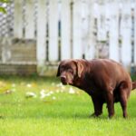 NATUREN KALLER: Selv ikke en topptrent førerhund er hevet over naturens behov. Men for brukeren kan det være vanskelig å finne igjen etterlatenskapene. (Illustrasjonsfoto: Shutterstock, NTB)