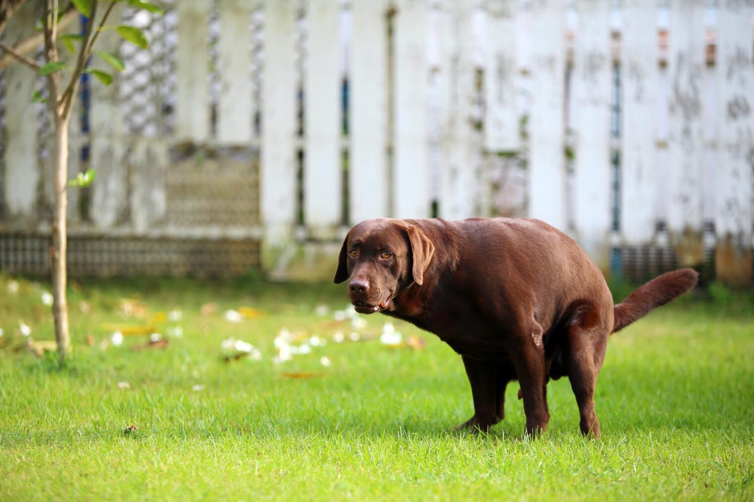 Bilde av en labrador retriever som gjør fra seg på en gressplen.