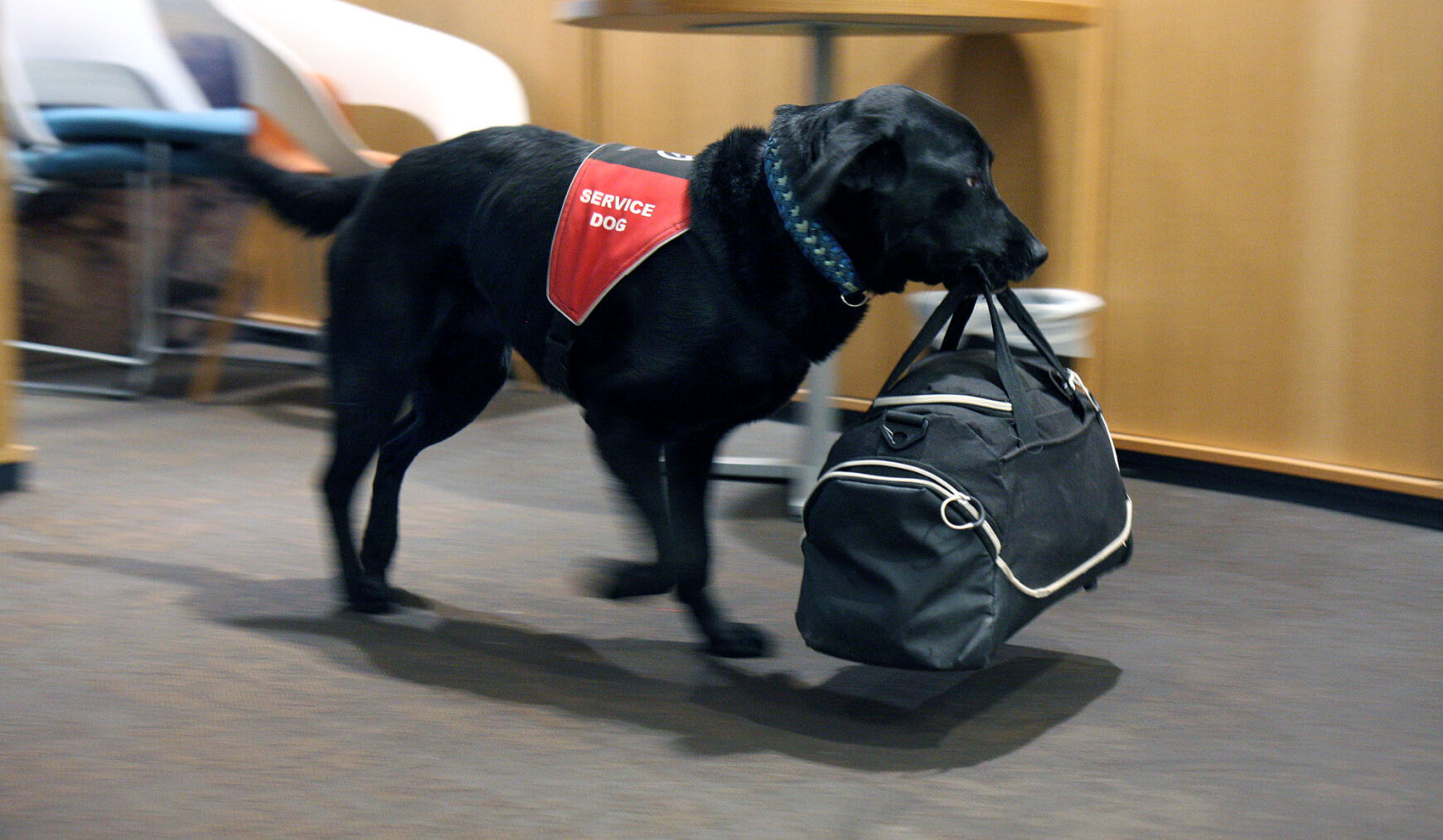 Servicehund bærer en bag